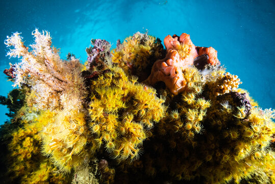 Corales del mediterraneo, buceo en costas del mediterraneo.