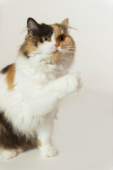 Dreifarbige Britisch Langhaar Katze hebt das Pfötchen