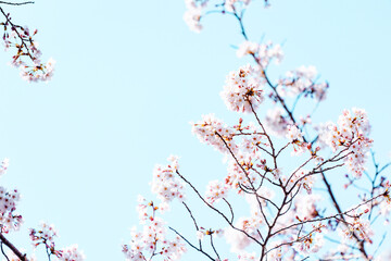 春イメージ　桜の花