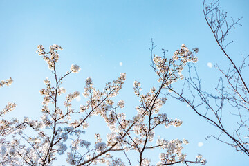 春イメージ　桜の花