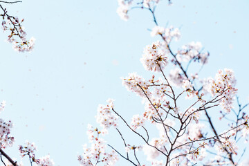 春イメージ　桜の花