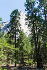 forest in the mountains