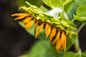 夏イメージ　枯れかけたひまわり