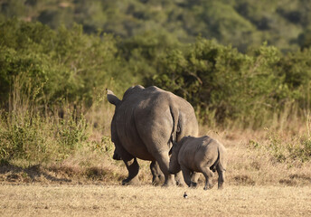 Fototapeta premium Breitmaulnashorn mit Jungtier in Afrika 