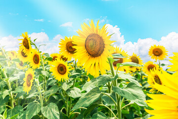 夏イメージ　満開のひまわり畑