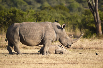 Breitmaulnashorn mit Jungtier in Afrika 