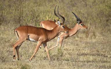 Impala in Kenia 