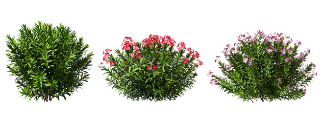 Nature shrubs flowery realistic 3d rendering png file © Krit