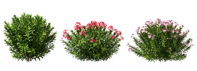 Foto op Aluminium Nature shrubs flowery realistic 3d rendering png file © Krit