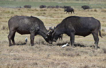 Kaffernbüffel kämpfen 