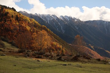 Picturesque view of mountain landscape with forest and meadow on autumn day