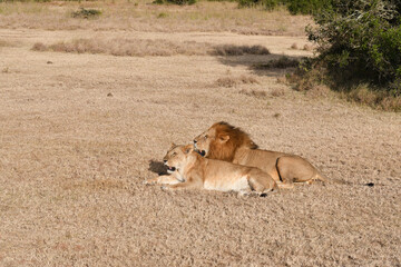 Löwen Paar in der Afrikanischen Steppe 
