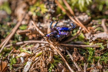 Blau violett glänzender großer Laufkäfer mit langen Beinen und Fühlern schimmert in der Sommer Sonne läuft über Tannennadeln Waldboden, Deutschland 