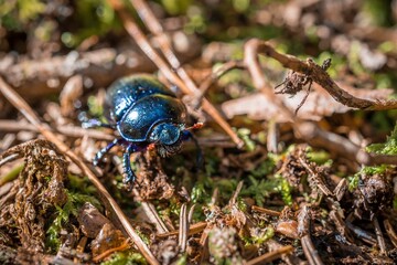 Blau violett glänzender großer Laufkäfer mit langen Beinen und Fühlern schimmert in der Sommer Sonne läuft über Tannennadeln Waldboden, Deutschland 