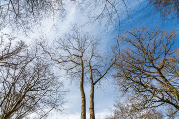 Bare trees in the winter sunshine