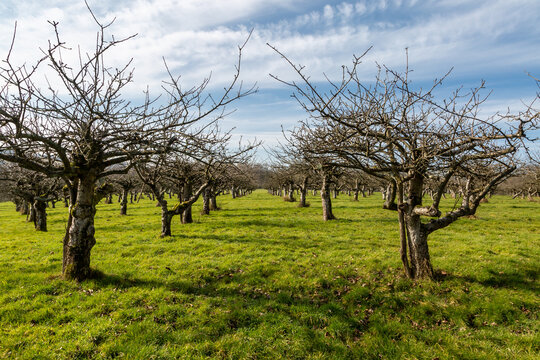 Bare fruit trees in an orchard in Sussex, on a sunny February day