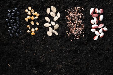 Different vegetable seeds on fertile soil, flat lay. Space for text