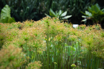 Beautiful close up view of Cyperus Haspan or Dwarf Papyrus sedge in the pond