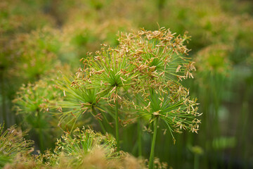 Beautiful close up view of Cyperus Haspan or Dwarf Papyrus sedge in the pond