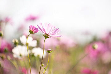 Close up,cosmos flowers in the meadow isolated on blur background. Cosmos flowers with green stem are blooming. Beautiful colorful cosmos blooming in the field. copy space, space for text.