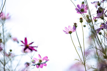 Close up,cosmos flowers in the meadow isolated on blur background. Cosmos flowers with green stem are blooming. Beautiful colorful cosmos blooming in the field. copy space, space for text.