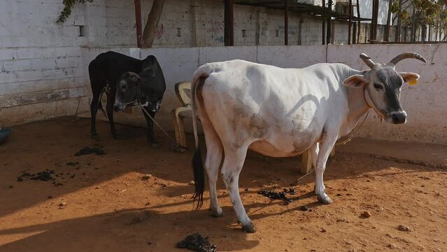 A cow with big horns is tied up in a barn at a cow shelter or goshala