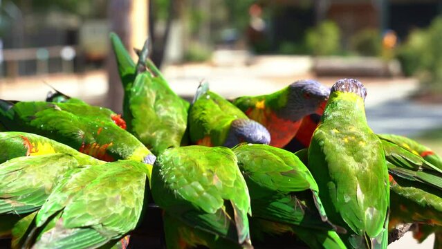 Large flock of wild rainbow lorikeet, trichoglossus moluccanus gathered and perching around the plate, fighting and feeding on nectar in Australian wildlife sanctuary, handheld motion close up shot.