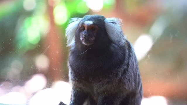 Captivated common marmoset, callithrix jacchus in an enclosed environment, wondering around its surrounding, hoping to escape the glass window, close up shot.