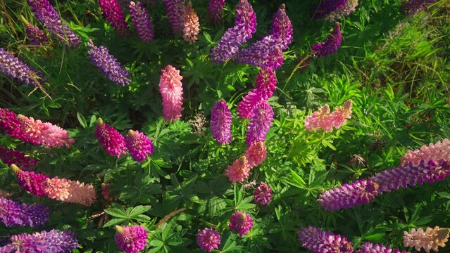 Colorful lupin flowers in lush green field with morning sunlight, top down