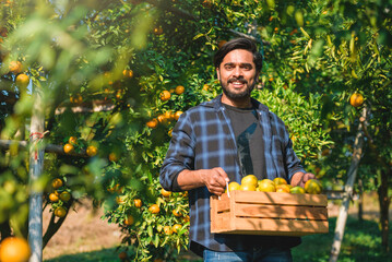 Asian indian man farmer working in organic orange plantation. Happy male farm owner carring wooden box with a lots of orange orchard harvesting agriculture product in farmland