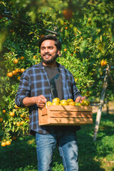 Asian indian man farmer working in organic orange plantation. Happy male farm owner carring wooden...