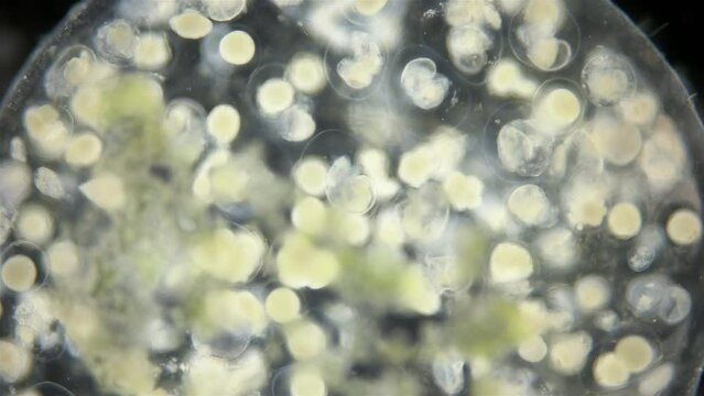 Movement of veliger mollusca larvae in laid eggs under a microscope, class Gastropoda. The specimen was found in White Sea.