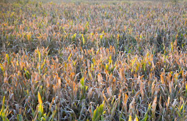 Yellowish corn field at the beginning od autumn