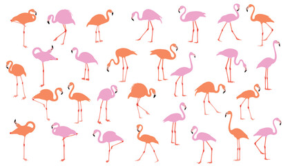Pink flamingo. Wildlife exotic birds tropical flamingo decent vector realistic poses pictures templates isolated. set of flamingo birds. elegant flamingo birds family.