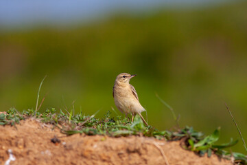 bird watching around on the ground, Tawny Pipit, Anthus campestris
