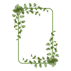 Rectangular flower arrangement. Green leaves isolated on white background. Wedding design element. Festive flower arrangement. Postcard design. Border of green branches. Floral frame. Copy space.