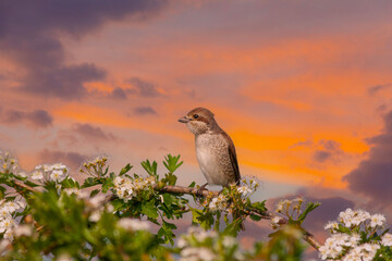 bird looking around  in woodland, Red-backed Shrike, Lanius collurio