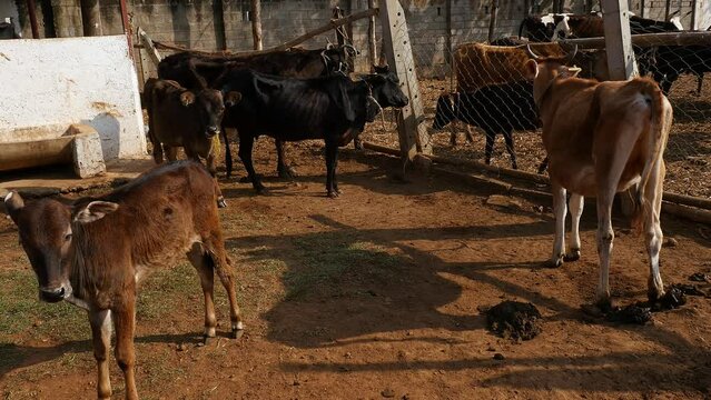Wide view of brown and black cows sheltered in a cow shelter or goshala