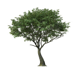 Ash tree isolated on transparent background png