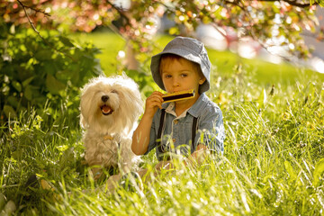 Stylish preshcool child, cute boy with his pet dog, maltese breed, playing in the park under a blooming tree on harmonica