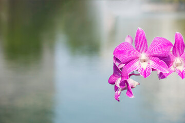 Obraz na płótnie Canvas Pink orchid flower on nature background.