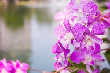 Pink orchid flower on nature background.