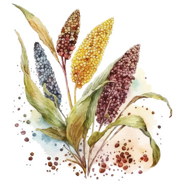 Watercolor millets illustration. Hand-drawn illustration isolated on white background in boho style.