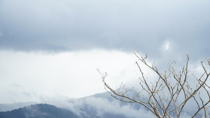 cloud in the mountains with branch
