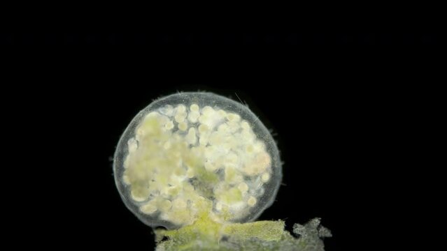 Movement of veliger mollusca larvae in laid eggs under a microscope, class Gastropoda. The specimen was found in White Sea.