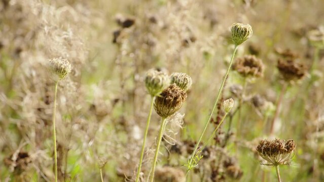 Wildflower meadow seedheads camera close up