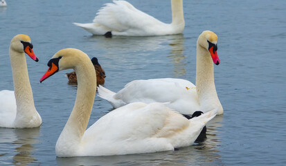 Obraz premium Birds of Europe. Mute swan (Cygnus olor), gulls and ducks - wintering waterfowl in the Black Sea