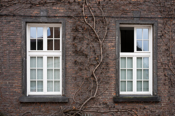 Old masonry of dark red brick with wild vines overgrown with white window openings.