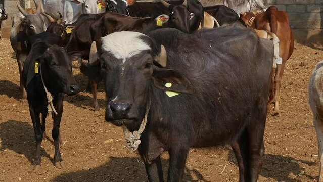 Closeup of a water buffalo or murrah buffalo amidst cattle