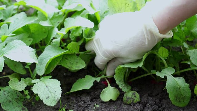 Video cropped farmer hands in protective gloves getting out of dirty soil pink fresh radish vegetable with root with green leaves. Organic garden. Natural healthy harvest, growth agribusiness. 4k